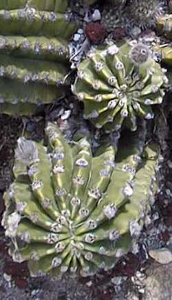 Pink Easter Lily Cactus(Echinopsis eyriesii)