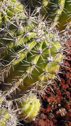 Pink Easter Lily Cactus(Echinopsis eyriesii)