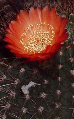 (Echinopsis formosa)