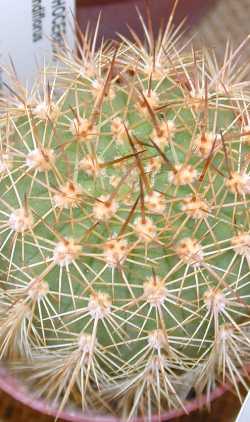 Red Torch Cactus(Echinopsis huascha)