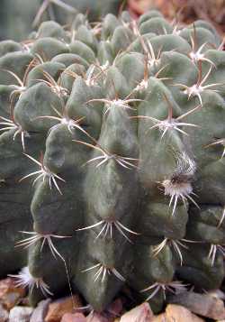 (Echinopsis mamillosa var. kermesina )