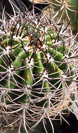 (Echinopsis leucantha)