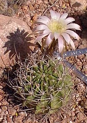 (Echinopsis ferox var. longispina )