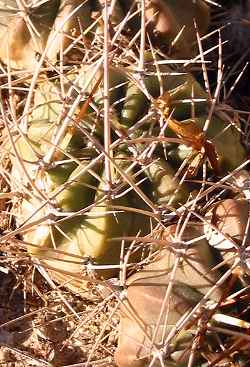 (Echinopsis maximiliana)