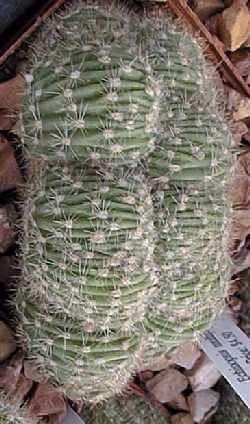 Easter Lily Cactus(Echinopsis oxygona)