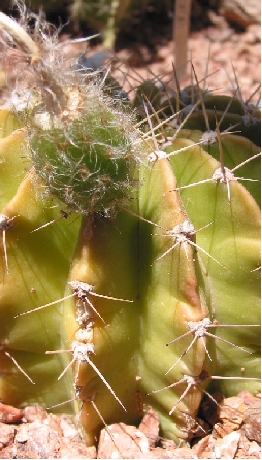 Easter Lily Cactus(Echinopsis oxygona)