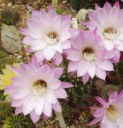 Easter Lily Cactus(Echinopsis oxygona)