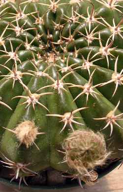 Violet Easter Lily Cactus(Echinopsis obrepanda)