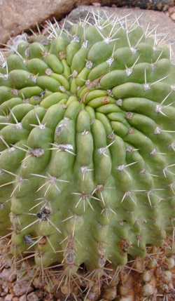 (Echinopsis mamillosa)