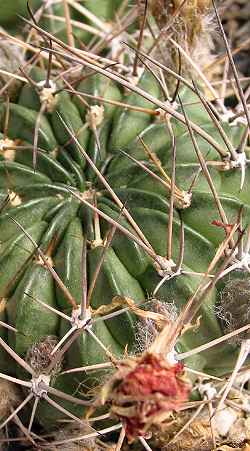 (Echinopsis pugionacantha ssp. rossii )