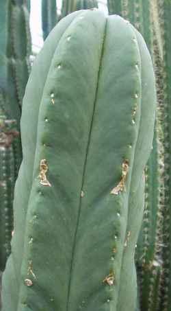 (Echinopsis scopulicola)