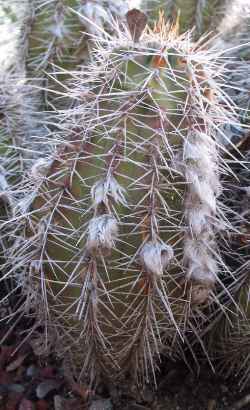 (Echinopsis silvestrii)