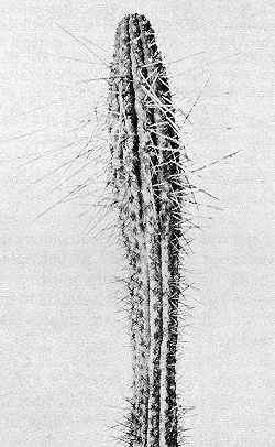 (Echinopsis spinibarbis)