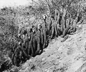 (Echinopsis strigosa)