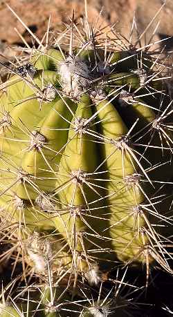 (Echinopsis sucrensis)