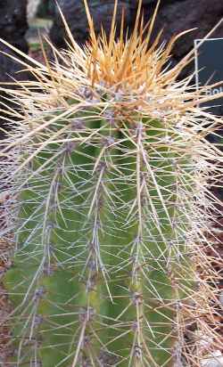 (Echinopsis tarijensis)