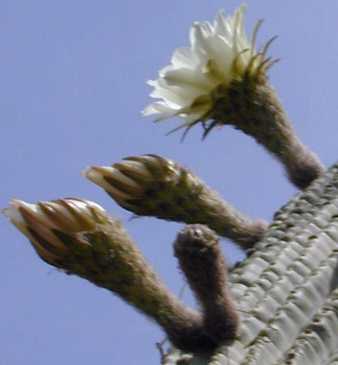 Cardon Grande(Echinopsis terscheckii)