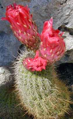 (Echinopsis vatteri)