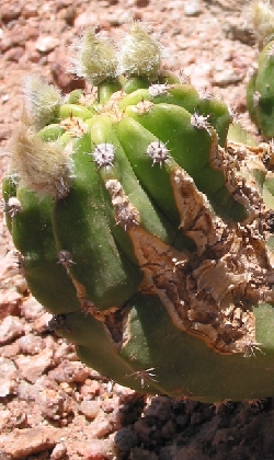 (Echinopsis bridgesii ssp. yungasensis )