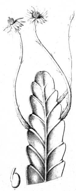 (Epiphyllum phyllanthus)