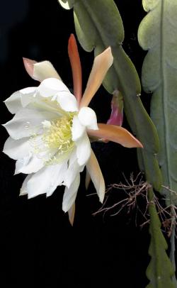 (Epiphyllum crenatum)