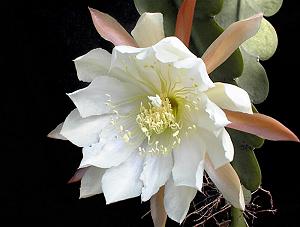 (Epiphyllum crenatum)