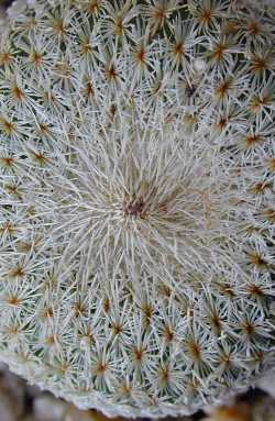 Button Cactus(Epithelantha micromeris)