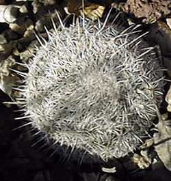 Button Cactus(Epithelantha micromeris)