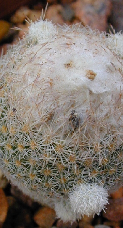 (Epithelantha micromeris ssp. polycephala )