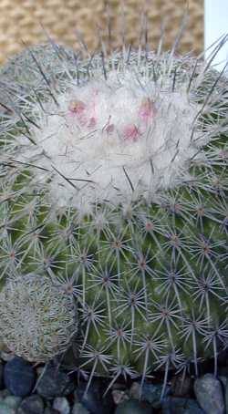 (Epithelantha micromeris ssp. unguispina )