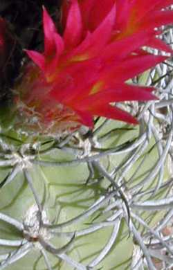 (Eriosyce curvispina)