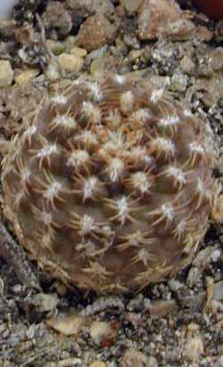 (Eriosyce napina ssp. lembckei  var. lembckei )