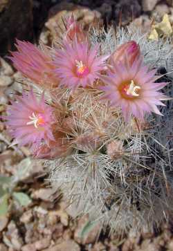 Silver Lace Cob Cactus(Escobaria albicolumnaria)