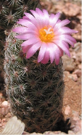 Silver Lace Cob Cactus(Escobaria albicolumnaria)