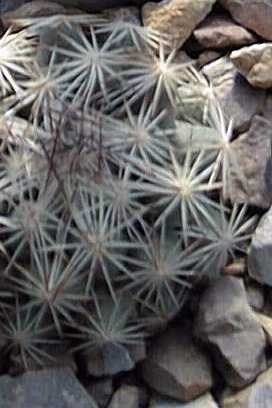 Hester's Foxtail Cactus(Escobaria hesteri)