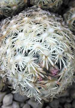 Nellie Cory Cactus(Escobaria minima)