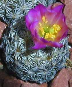Nellie Cory Cactus(Escobaria minima)