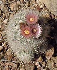 San Andres Mountain Foxtail Cactus(Escobaria sandbergii)