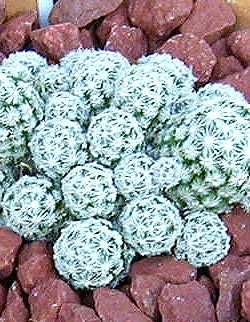Carpet Foxtail Cactus(Escobaria sneedii ssp. sneedii )