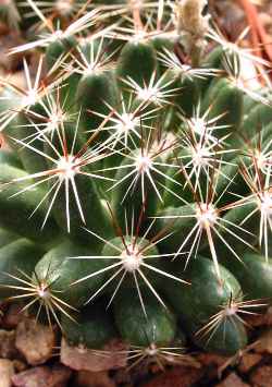 Beehive Cactus(Escobaria vivipara)