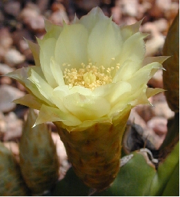 Chiotilla, Jiotilla(Escontria chiotilla)