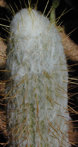 (Espostoa churinensis)