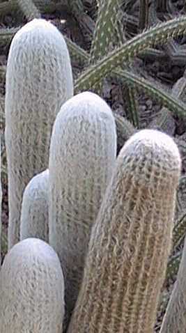 Peruvian Old Man Cactus(Espostoa lanata)