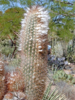 Peruvian Old Man Cactus(Espostoa lanata)