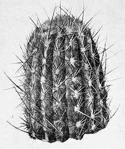 (Espostoa melanostele)