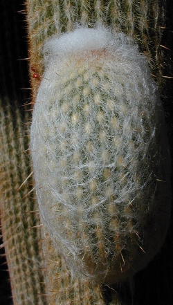 (Espostoa nana)