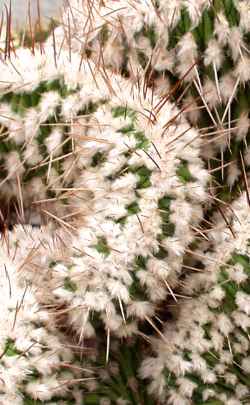 (Eulychnia breviflora)