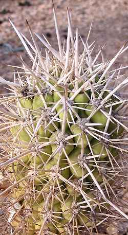 Copao de Philippi(Eulychnia castanea)