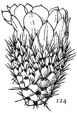 Copao de Philippi(Eulychnia castanea)