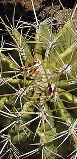 (Ferocactus alamosanus)